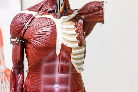肌肉僵硬（痉挛）会对身体产生什么影响？